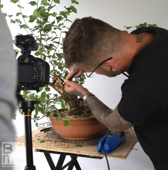 bonsai empire deadwood bonsai